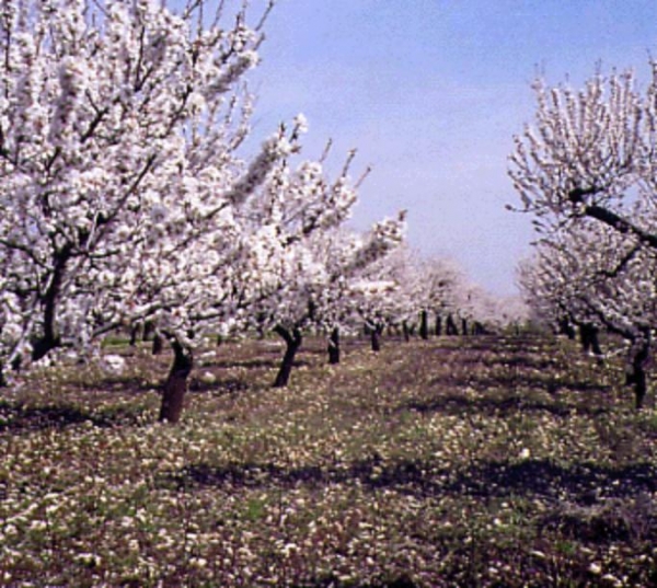 Puglia/ Mandorli in fiore a gennaio. Coldiretti: Assurdo!