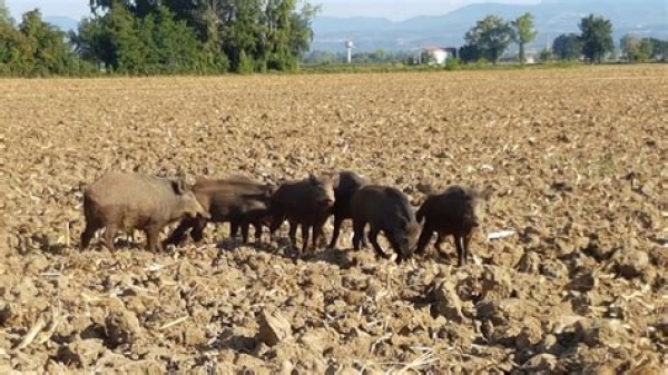 Gargano/ Allarme lupi e cinghiali anche vicino alle città: va approvata una legge